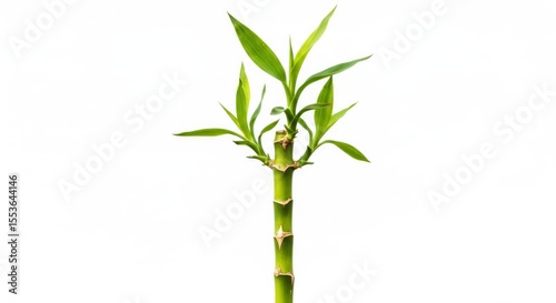 Green Bamboo Shoot with Fresh Leaves on White Background