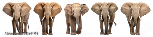 PNG Majestic elephants in a row, element set on transparent background photo