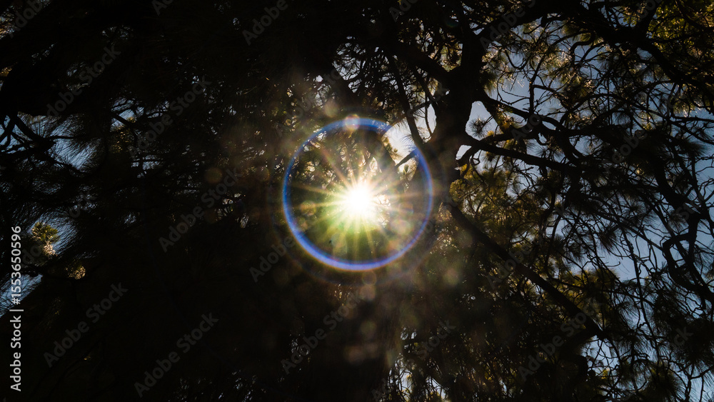 Naklejka premium sunflare