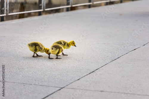 Close-up of three fluffy yellow goslings walking and pecking on a concrete surface in an urban waterfront park, showcasing nature in the city.