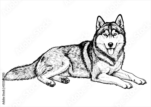 animal, illustration, dog, husky, isolated, drawing, design, vector, head, engraving, sketch, siberian, art, graphic, background, cute, wolf, print, hand, character, engraved, black, nature, vintage, 