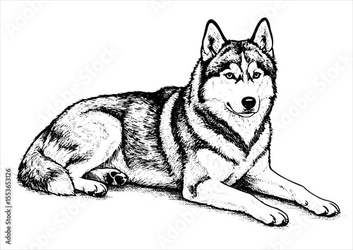 animal, illustration, dog, husky, isolated, drawing, design, vector, head, engraving, sketch, siberian, art, graphic, background, cute, wolf, print, hand, character, engraved, black, nature, vintage, 