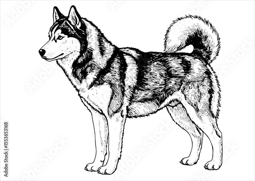 animal, illustration, dog, husky, isolated, drawing, design, vector, head, engraving, sketch, siberian, art, graphic, background, cute, wolf, print, hand, character, engraved, black, nature, vintage, 