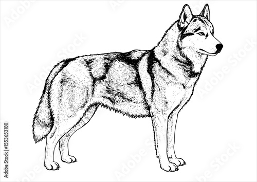 animal, illustration, dog, husky, isolated, drawing, design, vector, head, engraving, sketch, siberian, art, graphic, background, cute, wolf, print, hand, character, engraved, black, nature, vintage, 
