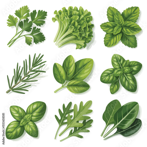 Collection of fresh green herbs and salad leaves isolated on white background