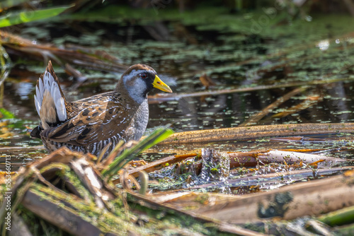 Sora wading in shallow water amongst plants.