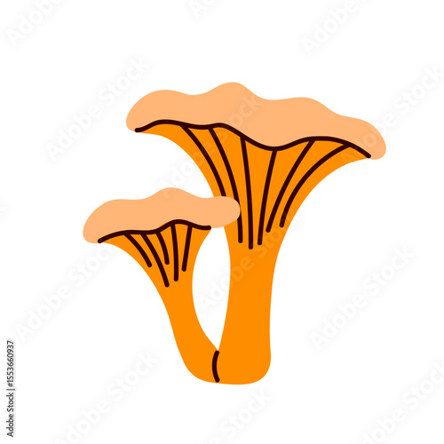Golden chanterelle mushrooms with wide funnel-shaped caps