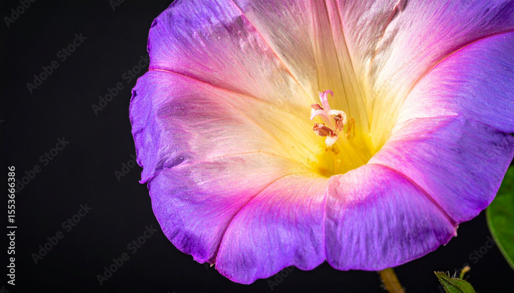 Naklejka premium Close-up of a Vibrant Purple and Pink Morning Glory Flower