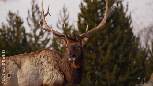 Big bull elk closeup in Yellowstone National Park 