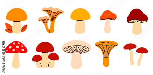 Collection of colorful mushrooms with various cap shapes and stems, including chanterelles, toadstools, and edible forest fungi on white background