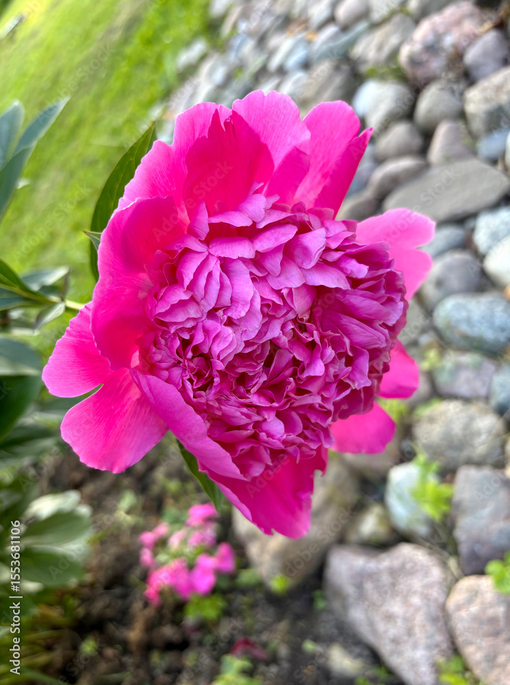 Obraz premium ChatGPT сказал: Close-up of a vibrant pink peony flower blooming over a stone garden path, captured in natural daylight.