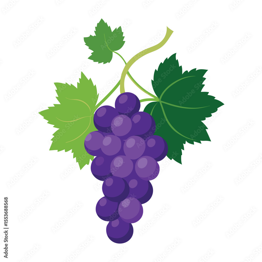 Fototapeta premium Grapevine vector on white background.