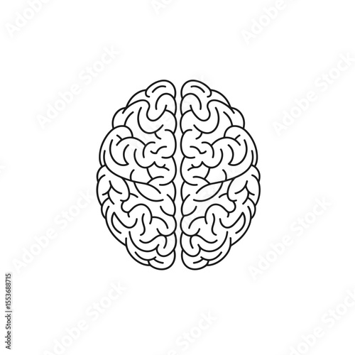 Human brain line icon with hemispheres for mental health, science, and education