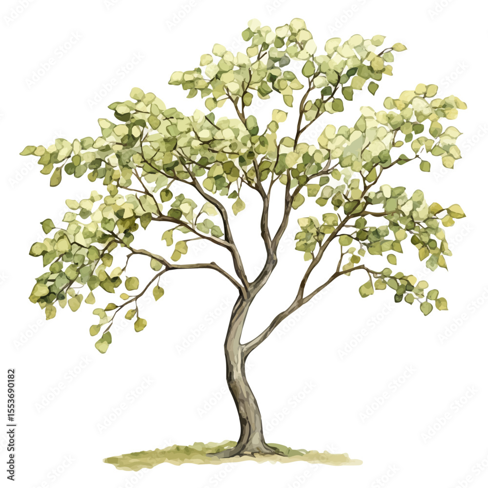 Obraz premium A Katsura Tree, watercolor painting vector, isolated on a white background.