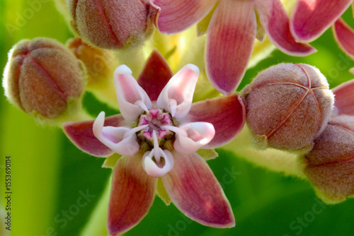 Milkweed Pink Blossom 02