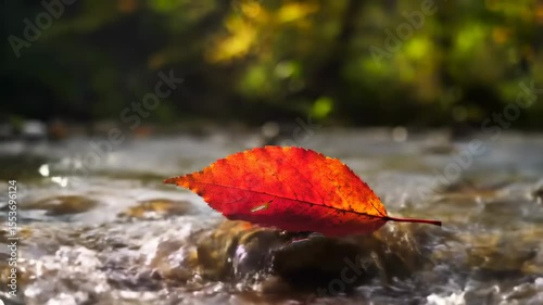 Vibrant red leaf on a rocky streambed autumn nature photography