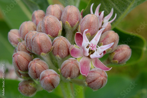 Showy Milkweed Blossom 03