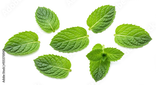 Fresh mint leaves isolated