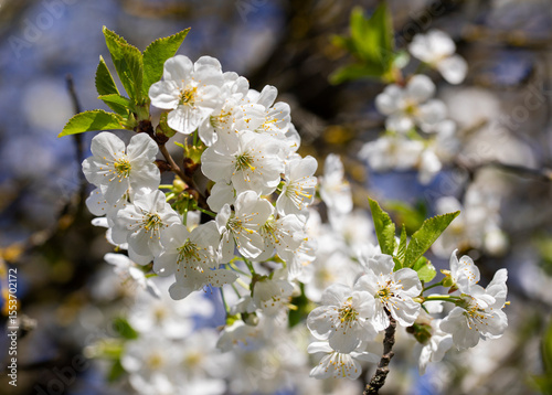 White flowers of blooming tree branches in spring. Close-up macro of spring blossom background.