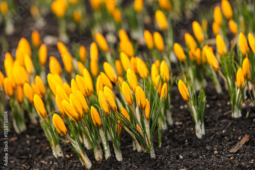 Blooming crocuses in the garden. Yellow flowers with green leaves spring background.