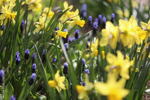 Yellow Narcissus (Daffodils) and blue Muscari flowering in the garden. Spring garden with narcissus and muscaras bloom.