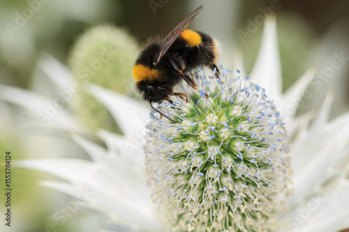 Close-up of a Buff Tailed Bee on the top of a Eryngium Flower Bud, collecting pollen