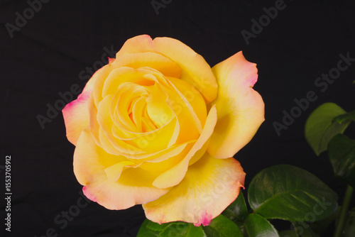 Yellow China Rose 08