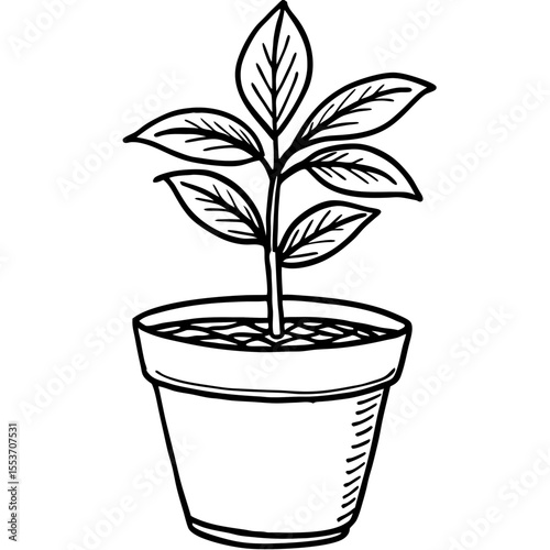 plant in pot