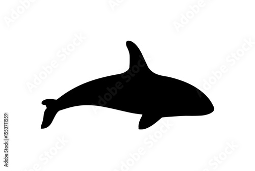 Silhouette of an orca, also known as a killer whale, swimming against a white background.