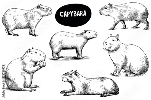 Illustration of capybaras in various poses. The animals are depicted in a black and white sketch style, showcasing their distinct features and behaviors.