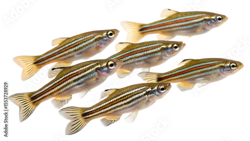 A group of six zebrafish swimming together. They have a transparent background, showcasing their distinct stripes and streamlined bodies.