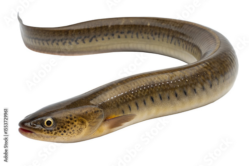 Photography A long, slender eel with a smooth, brownish body and distinct dark spots