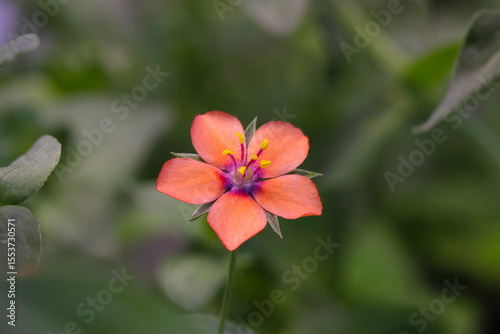 Pimpernel Star Flower 01