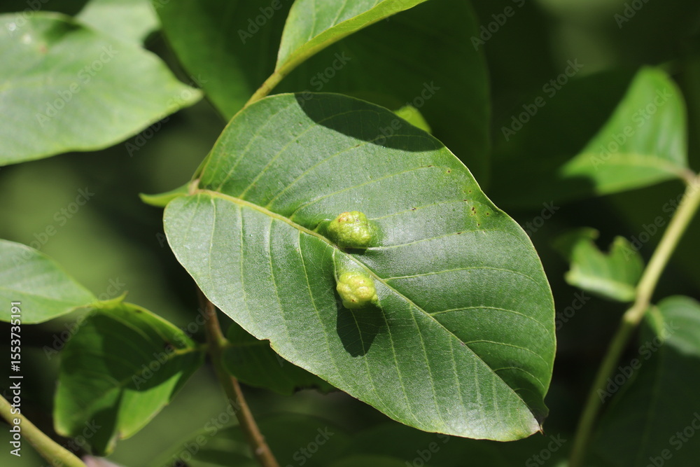 Fototapeta premium Walnut (Juglans regia) leaf damaged by Walnut leaf gall mite (Aceria erinea)
