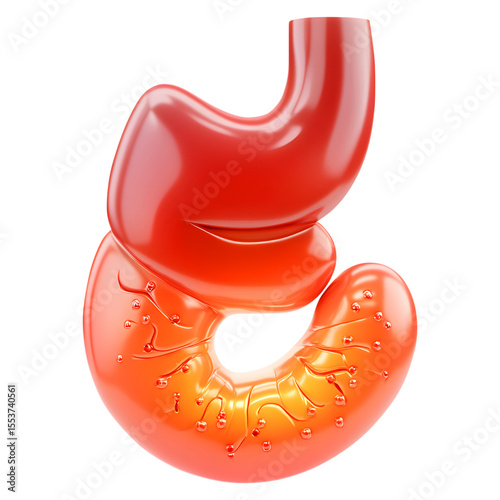 Anatomical illustration of the human stomach showing its structure and internal details with vibrant glossy color design