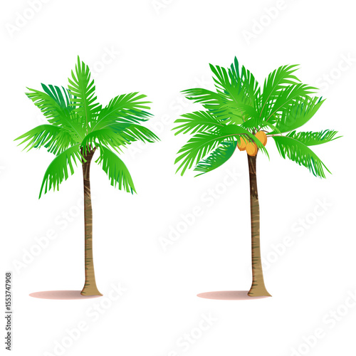 Palm tree vector illustration on white background showing tropical isolated design