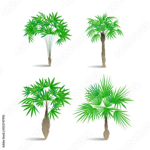 Palm tree vector illustration on white background showing tropical isolated design