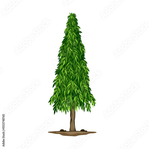 green tree isolated on white