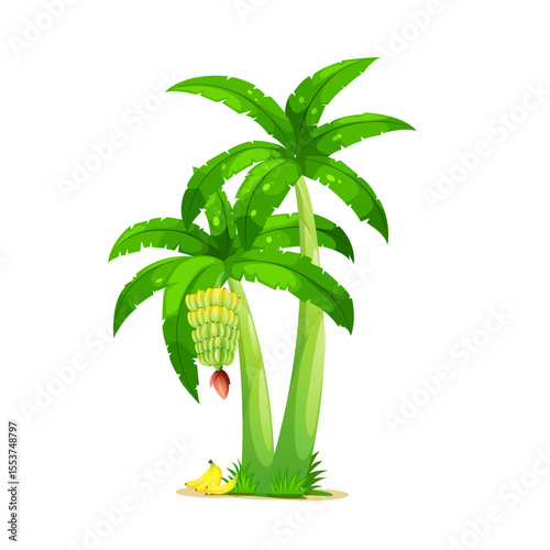 Banana Tree Vector illustrations design, Colorful Vector tree design	
