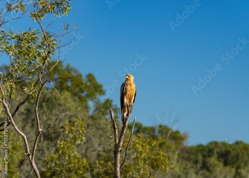 Whistling kite of Haliastur sphenurus, bird of prey in Kimberley's Western Australia.