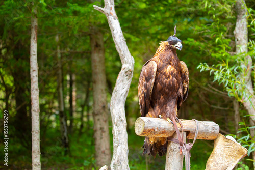 Close-up of a golden eagle wearing a cap covering its eyes. An eagle sits on a perch against a backdrop of green mountains. A bird of prey hunts for its prey. Falconry. National tradition of Asia.