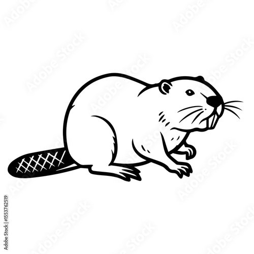 Canadian beaver castor canadensis illustration. Detailed drawing of beaver shows its strong teeth and broad tail.