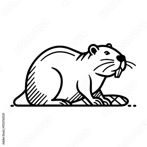 North American beaver Castor canadensis illustration. Detailed line art drawing of beaver rodent shows characteristic features: large teeth and flat tail.