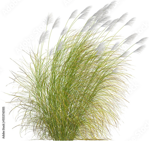 Tableau sur toile Side view of Eulalia plant - Miscanthus Sinensis
