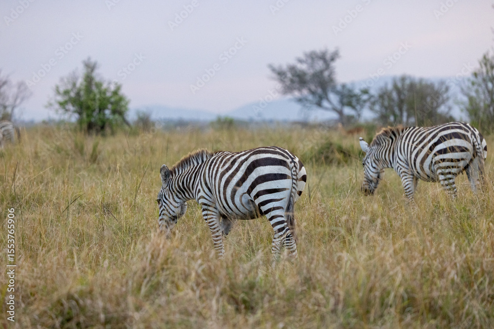 Obraz premium Pair of zebras grazing in the open grasslands of Masai Mara, Kenya. Capturing African wildlife in their natural habitat during safari, surrounded by savannah landscape in the great migration