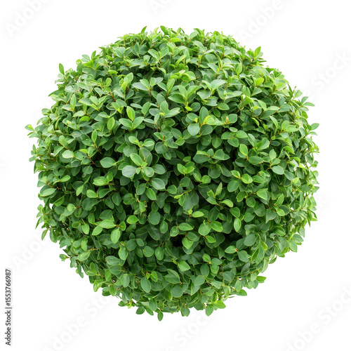 A perfectly spherical green leafy bush with dense foliage and a smooth rounded shape isolated on transparent background