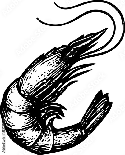Shrimp with curved bodies and fine linework, rich in seafood texture and detail