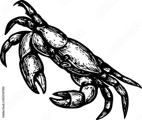 Crabs with defined claws and carapaces, artistically rendered in bold ink lines