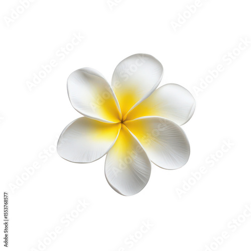 A delicate white plumeria flower with vibrant yellow accents at its center presented isolated on transparent background