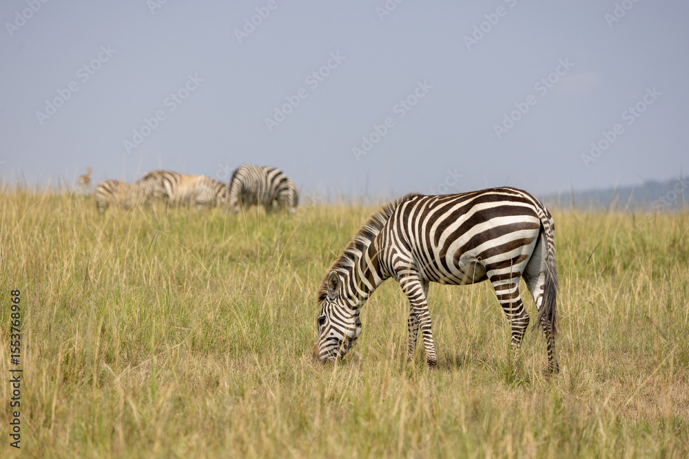 Obraz premium zebra grazing in serengeti national park